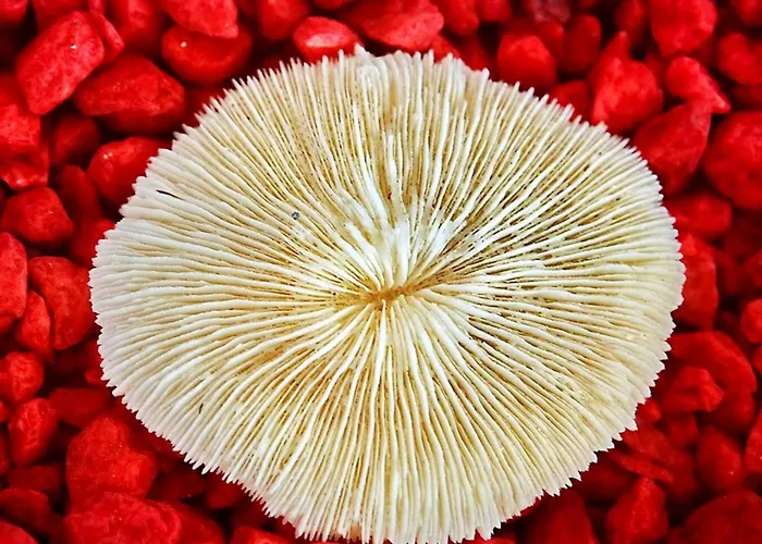 Villa Luxury Mykonos Kings And Queens Private Pool Kastro *